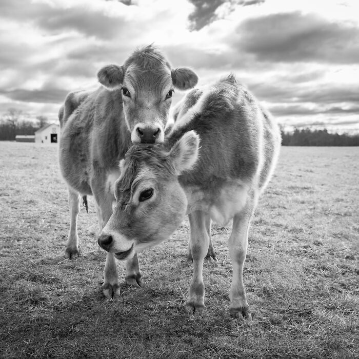 Two rescued cows in a field showing gentle interaction, highlighting the hidden lives of rescued cows.