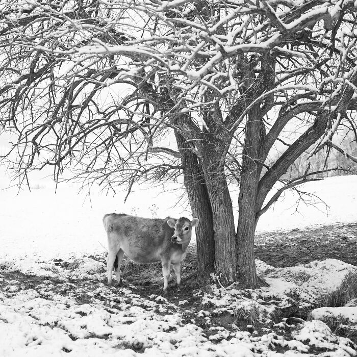 Rescued cow standing under a snow-covered tree in a quiet winter landscape, showing hidden lives of rescued cows.