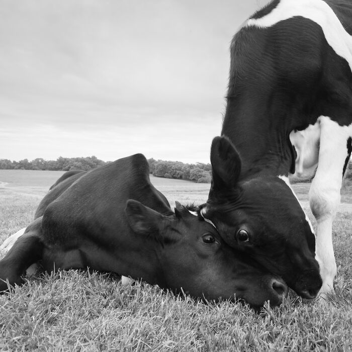 Two rescued cows showing affection in a grassy field, capturing the hidden lives of rescued cows over years.