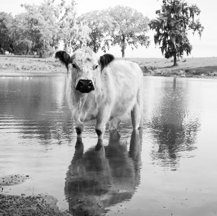 Rescued cow standing in shallow water with reflection, surrounded by trees and open pasture landscape.