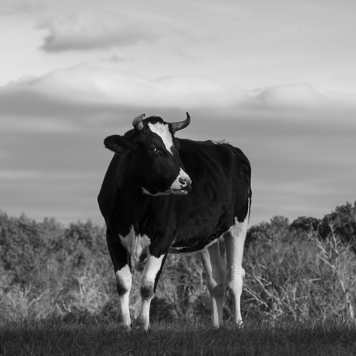 Black and white image of a rescued cow standing in a field, capturing the hidden lives of cows in nature.