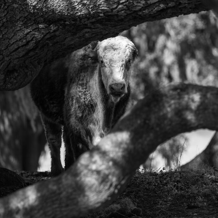Rescued cow standing quietly among tree branches, highlighting the hidden lives of rescued cows in nature.