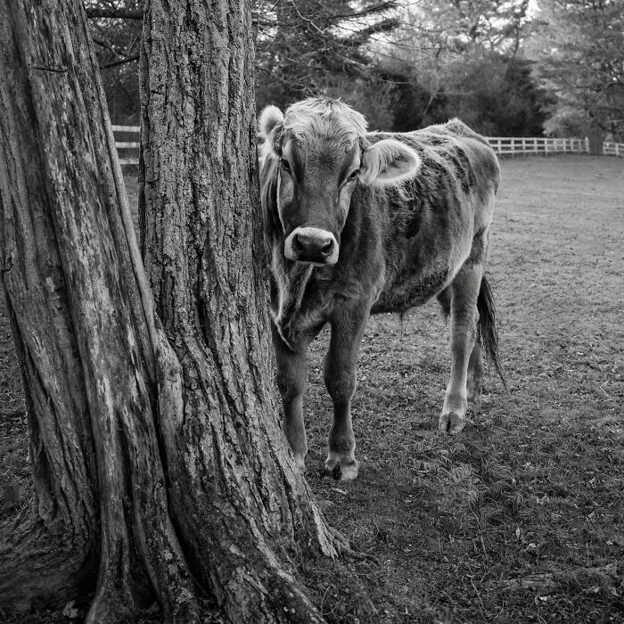 Rescued cow standing peacefully by a tree in a pasture, capturing the hidden lives of cows over ten years.