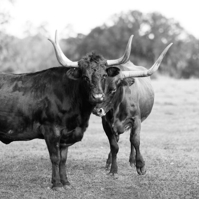 Two rescued cows with large horns standing close together in a grassy field, highlighting hidden lives of cows.