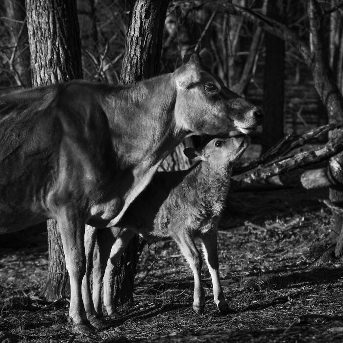 Rescued cows in a forest setting, showing tender interaction between a cow and her calf in natural light.