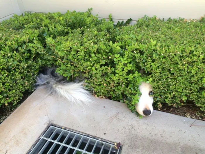 Dog hiding poorly in bushes with its head and tail visible, showing a funny attempt at pet hiding fails.