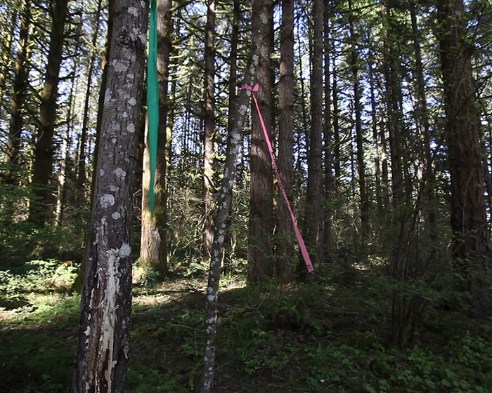 Ropes tied to trees in a dense forest representing a teen's escape in a serial spree survival story.