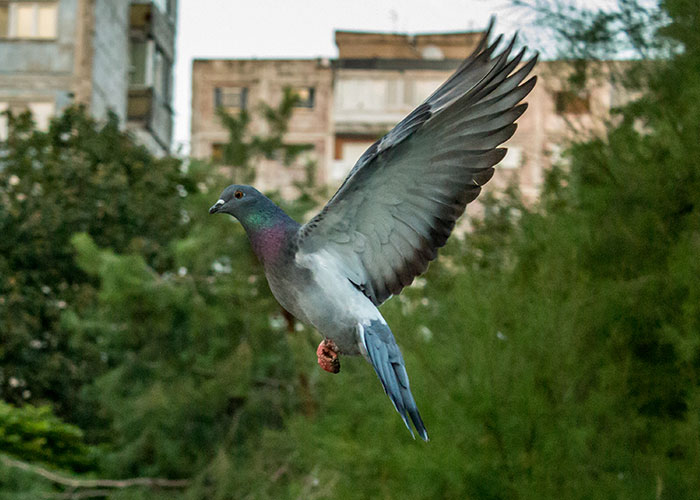 Cat capturing pigeon on concrete floor illustrating madness seen at work moments deserving bonuses.
