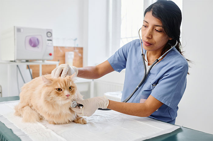 Veterinarian in blue scrubs using stethoscope to examine a fluffy cat on the clinic table during checkup.