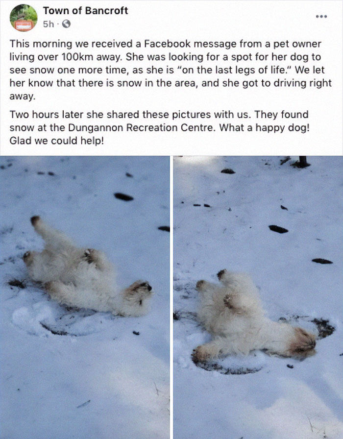 Happy dog rolling in snow at Dungannon Recreation Centre, featured in wholesome posts to distract from world horrors.