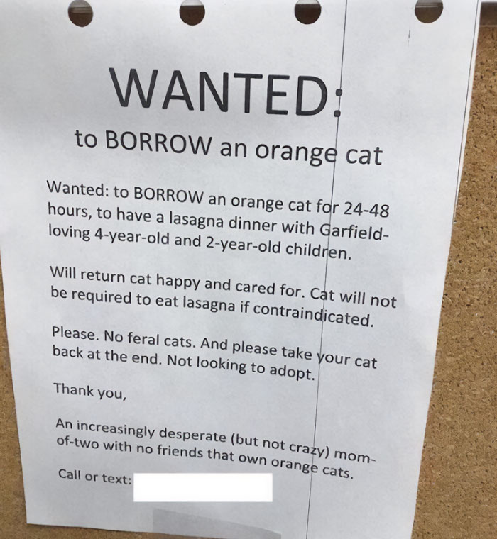 Funny wholesome post seeking to borrow an orange cat for a lasagna dinner with children, highlighting kindness and humor.