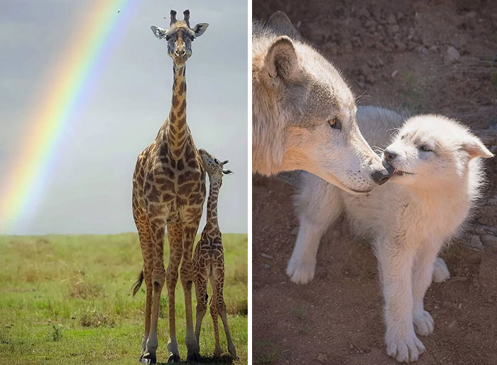 31 Adorable Wildlife Photos That Celebrate Mothers And Their Babies