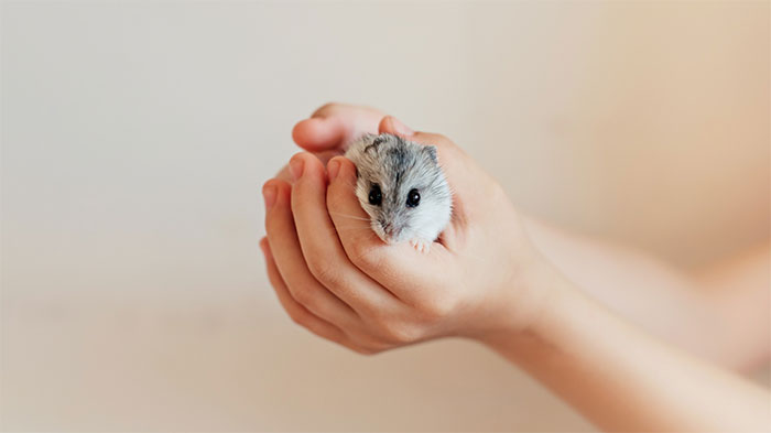 Person gently holding a small hamster in hands, illustrating ways people got permanently banned from a friend’s house.