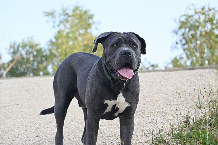 Large black dog with a collar standing outside on a gravel path, representing reasons people got banned from a friend’s house.