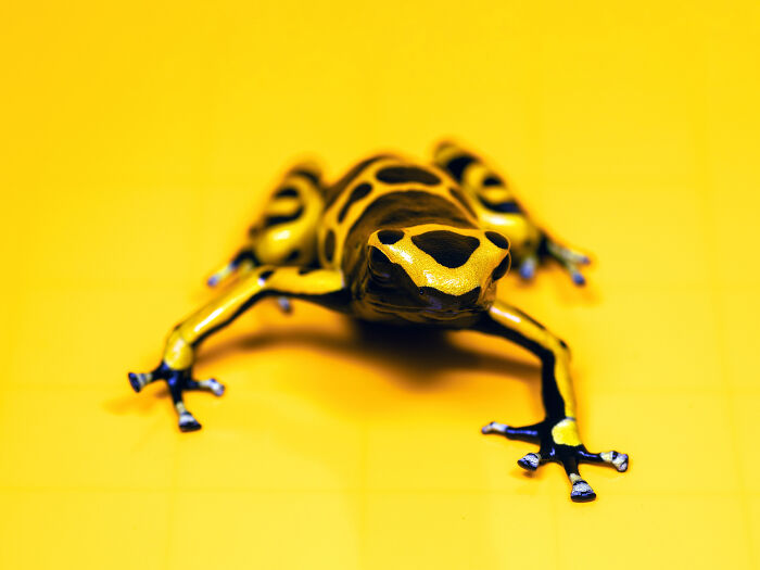 Close-up of a vibrant yellow and black poison dart frog showcasing detailed patterns in animal photography.
