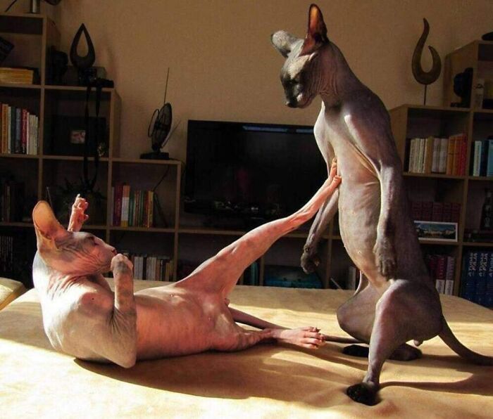 Two hairless cats engaging in a playful fight, capturing a hilarious cat moment caught on camera indoors.