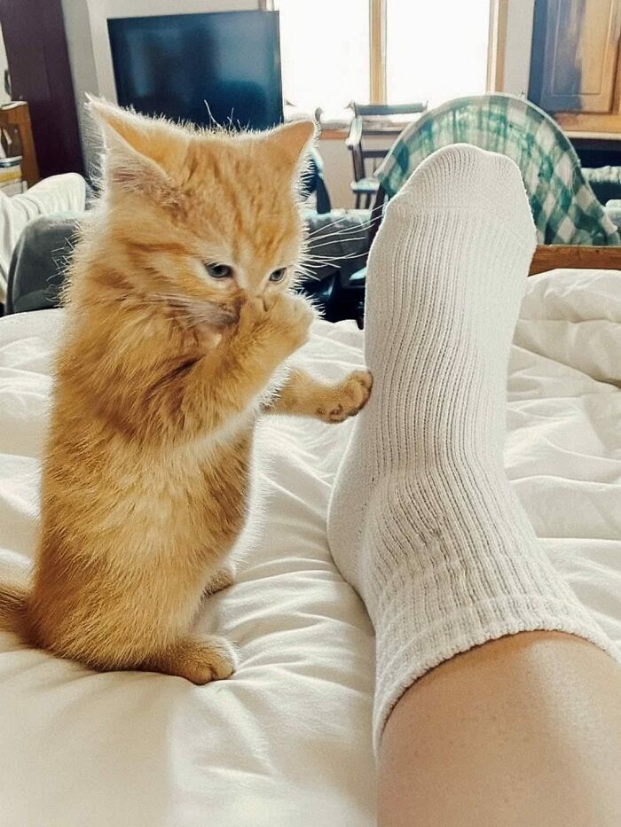 Orange kitten playfully pawing at a person’s foot in a white sock on a bed in a cozy home setting for wholesome animal comedy.