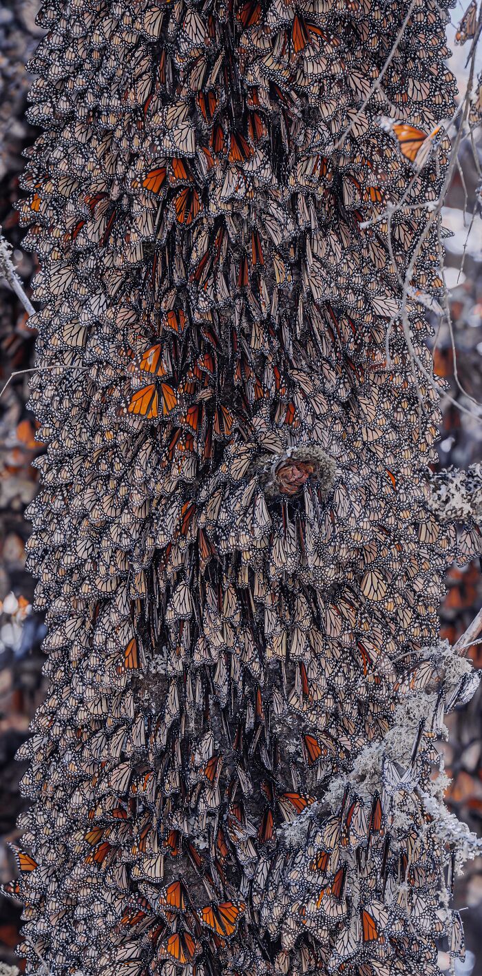 I Spent Several Days Among Hundreds Of Thousands Of These Beautiful Monarch Butterflies In Mexico