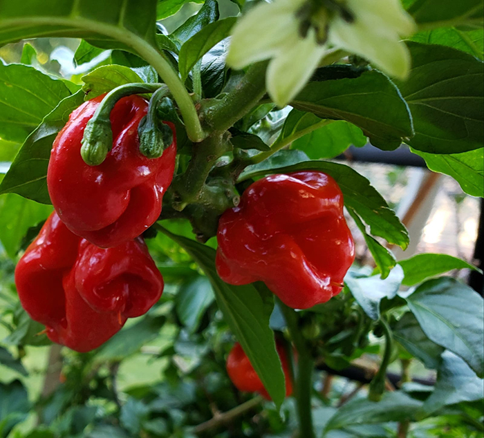 Woman Plants Hot Peppers In Her Yard To Teach Neighborhood Kids A Lesson