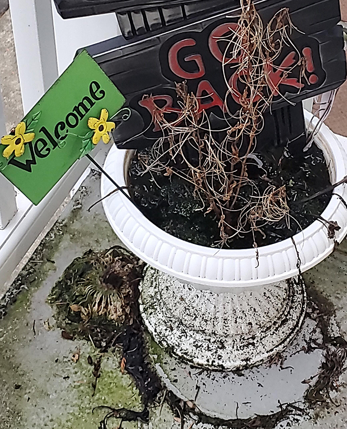 Withered plant in white pot next to rotting pumpkin on porch, showing signs of decay and neglect by neighbor.