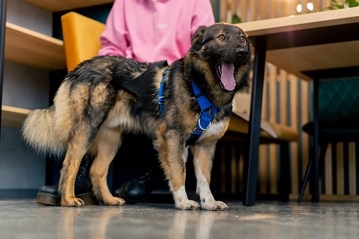 Service dog wearing blue harness standing indoors near seated person, highlighting service dog fraud and public reactions.