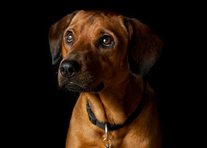 Close-up of a brown dog with expressive eyes showcasing intelligent behavior that surprised its owner in a dark background.