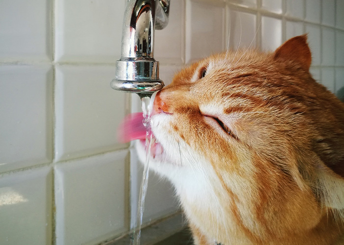 Orange cat drinking water from a faucet, showcasing one of the most intelligent things a pet has ever done.
