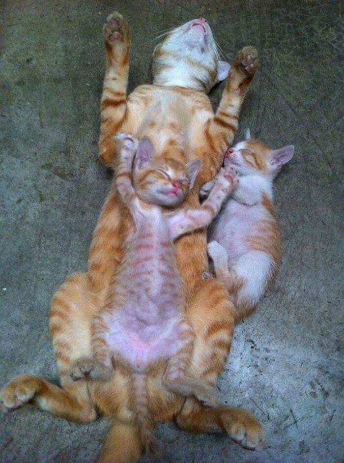 Orange cat and two kittens sleeping in funny positions on a concrete floor, capturing hilarious cat moments caught on camera.