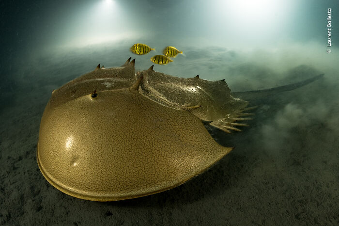 Horseshoe crab on deep sea floor accompanied by small yellow fish, captured by diver and photographer of mysterious creatures.
