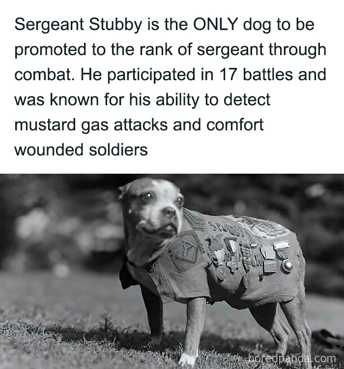 Sergeant Stubby dog in military uniform with medals, known for bravery and comforting soldiers in combat.