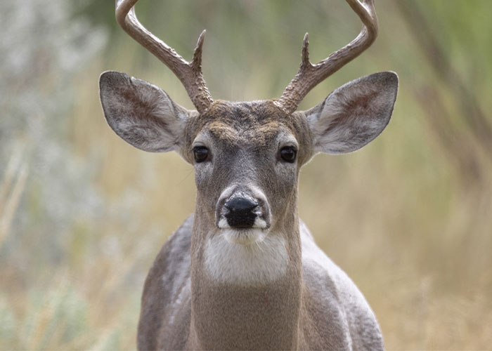 Close-up of a deer in natural habitat, illustrating one of the strangest calls 911 operators got that turned out true.