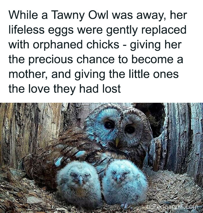 Tawny Owl with orphaned chicks showing adorable and wholesome moments to brighten your feed from this IG page.