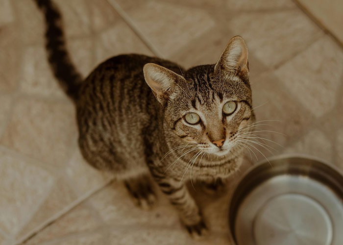 “Blow On Their Nose”: People Have Firsthand Experience That These 45 Cat Hacks Work