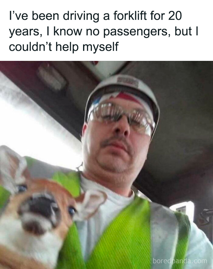 Man wearing safety glasses and helmet taking a selfie with a small dog inside a forklift from the weird side of the internet.