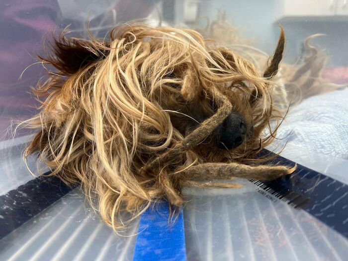 Neglected Yorkie with severe matted fur and dreadlocks lying in a plastic carrier, nose peeking out