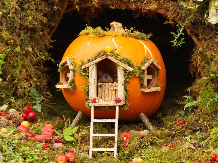 Miniature Halloween village house made from a pumpkin in a garden setting for wild mice wildlife.