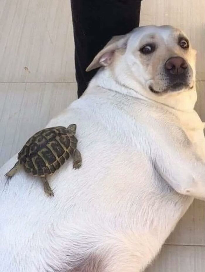 A white dog with a confused expression lying down while a small turtle crawls on its back in wholesome animal comedy.
