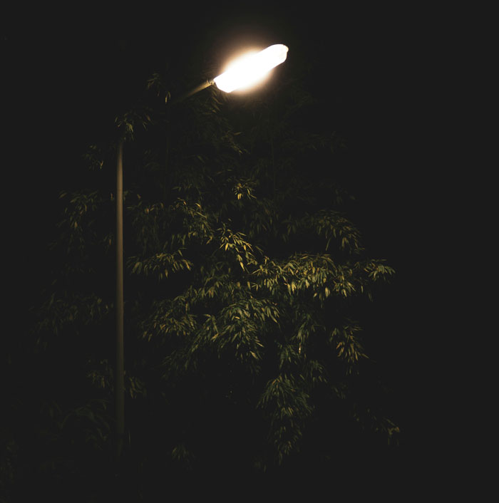 Streetlight illuminating tree branches at night, symbolizing one-in-a-million coincidences that are hard to believe.