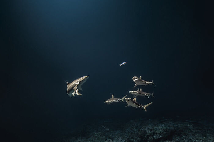 Group of sharks swimming gracefully in the deep sea, showcasing stunning and mysterious deep sea creatures captured by diver photographer.