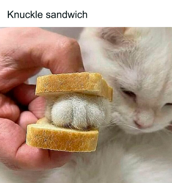 Cat paw placed between two slices of bread humorously resembling a knuckle sandwich, showcasing a playful cat meme.