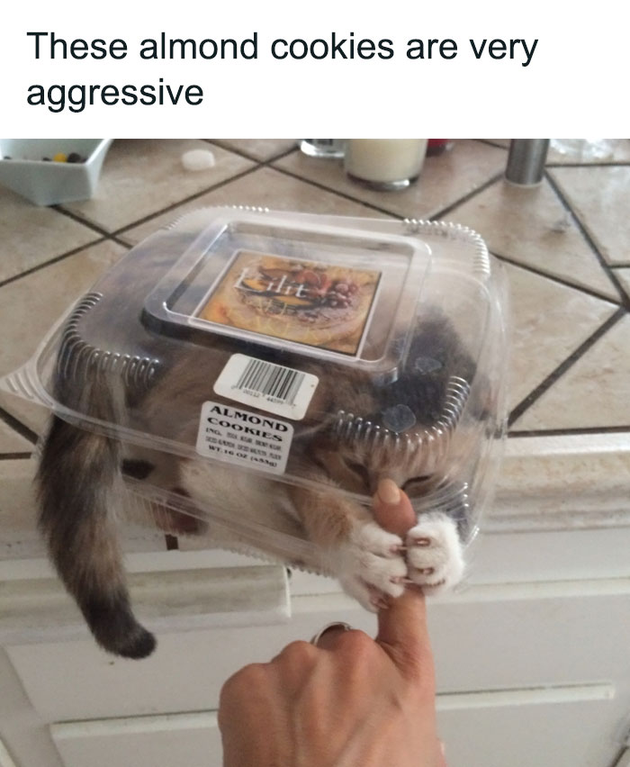 Playful cat trapped in a cookie container grabbing a finger, a funny aggressive cat meme from cat meme therapy.