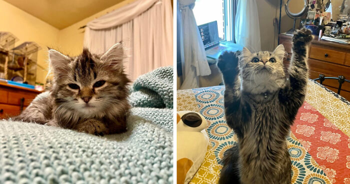 Fluffy kitten laying on a blanket and the same grown cat standing on hind legs playing indoors.