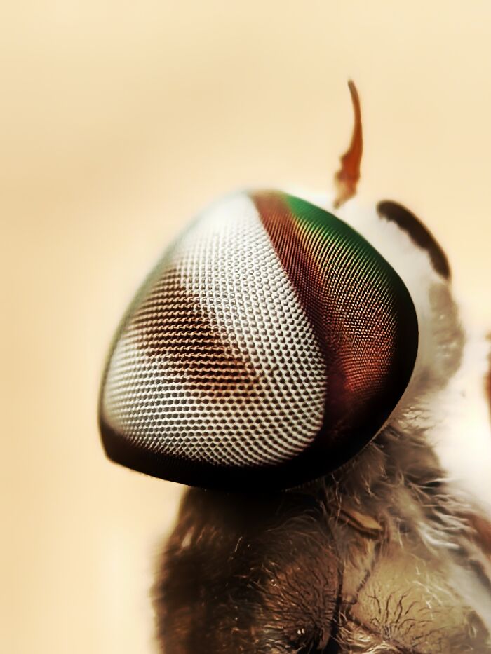 Horsefly