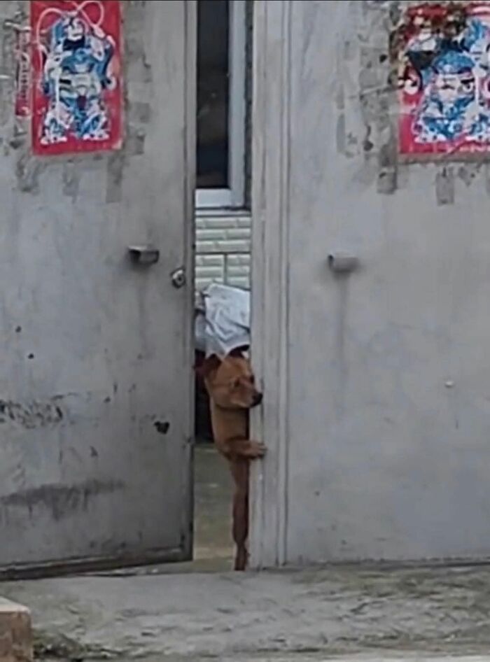 Dog peeking through a narrow gap in a partially open gate in animal photos that bring pure joy online.