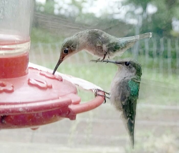Two hummingbirds feeding from a red feeder, showcasing adorable animal photos capturing pure joy online.