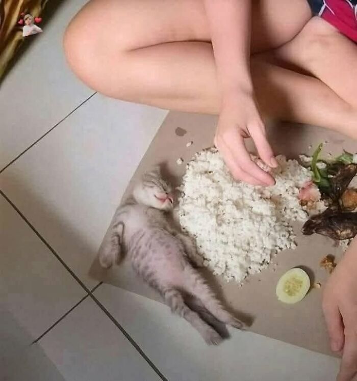 Sleeping kitten lying beside food with person sitting on floor, a heartwarming animal photo capturing pure joy online