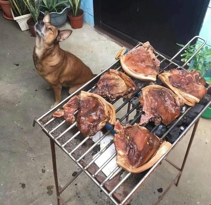 Brown dog sitting near a grill with meat, showcasing one of the animal photos that bring joy on the internet.
