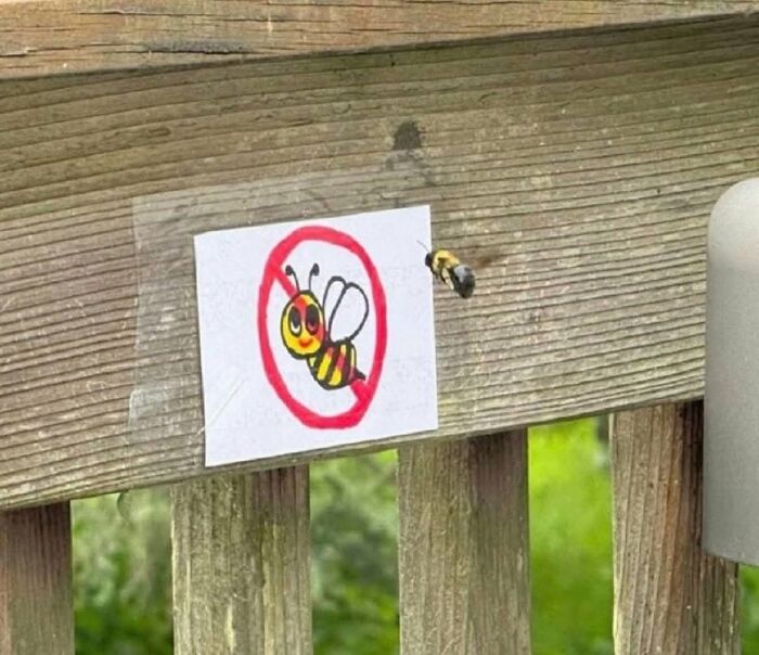 Bee ignoring no bees sign on a wooden fence, showing ironic animal photo that brings pure joy on the internet.