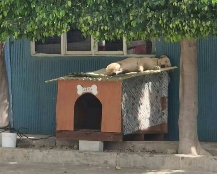 Dog resting on the roof of a doghouse under a tree, an animal photo capturing pure joy and relaxation outdoors.