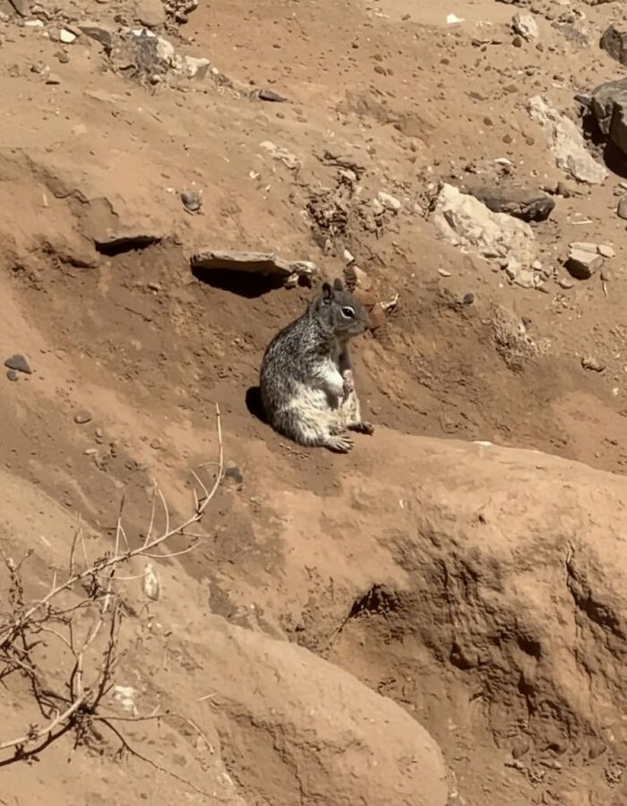 Gray squirrel sitting on dry, rocky ground in a natural setting, showcasing charming animal photos for internet joy.